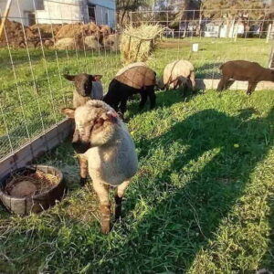 Our ‘Lamb Tractor’ is a Frugal Solution for Moving Small Livestock: Video Image